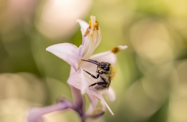 Biene Nahaufnahme auf einem natürlichen Hintergrund Insekten Wildtiere