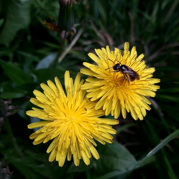 Foto biene oben auf einer blume