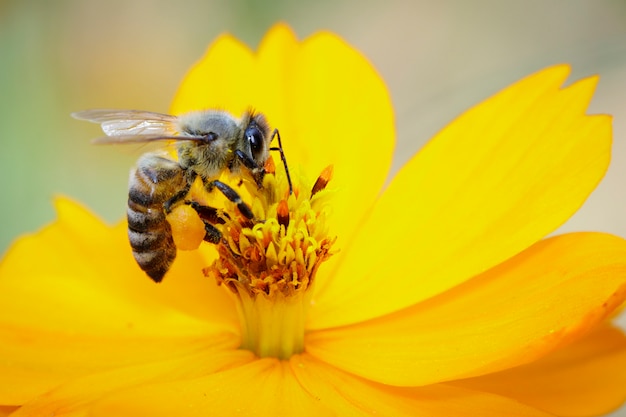 Biene oder Honigbiene auf gelber Blume sammelt Nektar. Goldene Honigbiene auf Blütenstaub