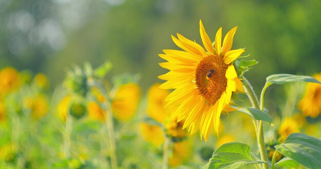 Foto biene sammelt honig in einem sonnenblumenfeld. insekt bestäubt gelbe blumenwiese. nahaufnahme langsam