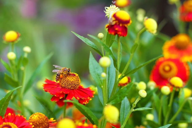 Biene sammelt nektar auf blühendem helenium