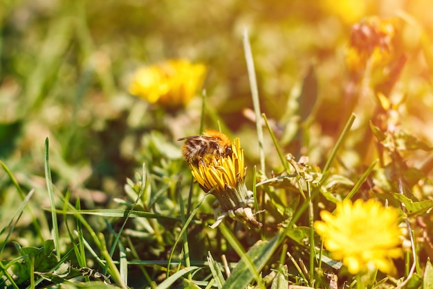 Biene sammelt Nektar auf einem Löwenzahn, einem gelben Löwenzahn, einer Blume, einem grünen Gras, einem gelben Blütenstaub