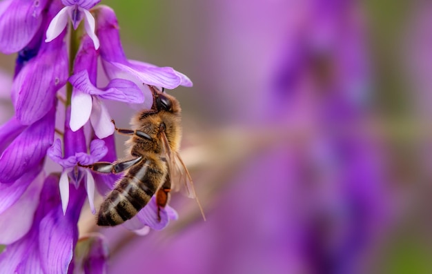 Biene sammelt Nektar und Pollen auf einer blauen Blume