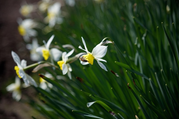 Foto biene sammelt nektar von narcissus
