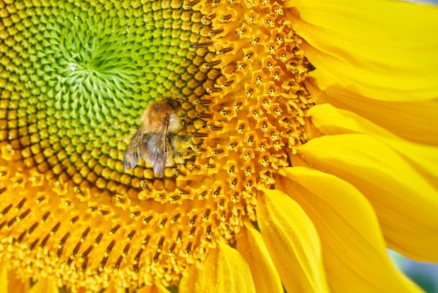 Biene sammelt Nektar von Sonnenblumen.