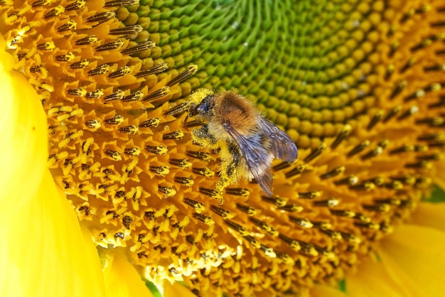 Biene sammelt Nektar von Sonnenblumen.