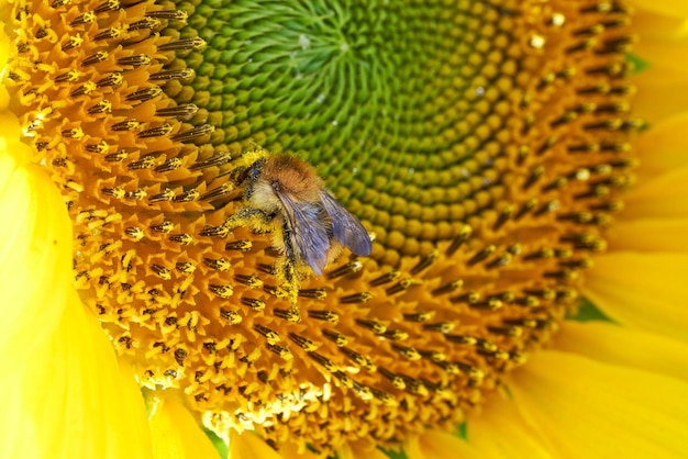 Biene sammelt Nektar von Sonnenblumen.