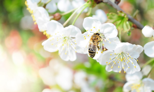 Biene sammelt Nektar von weißen Kirschblüten, unscharfer Hintergrund, Nahaufnahme, Makrofotografie, Natur, Frühling, Sommer, Blüte, Insekten, sonniger Tag