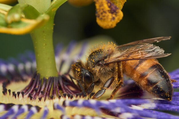 Biene sammelt Pollen von lila Blüten