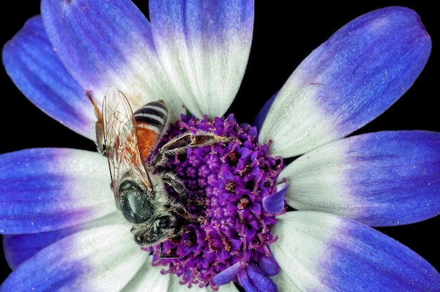 Biene saugt Nektar aus blauen Blüten