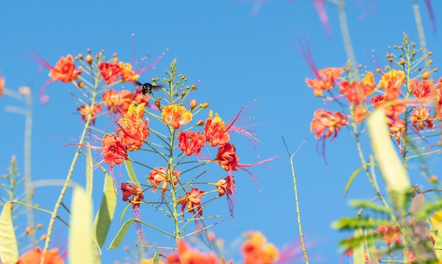 Biene schöne Biene Mamangava bestäubt schöne Blumen im Sommer in Brasilien natürliches Licht selektiver Fokus