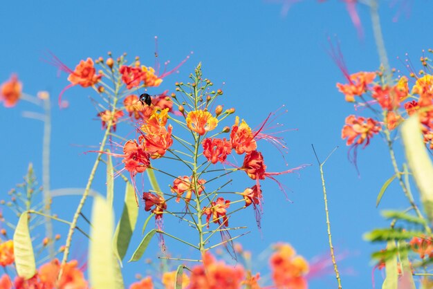 Biene schöne Biene Mamangava bestäubt schöne Blumen im Sommer in Brasilien natürliches Licht selektiver Fokus