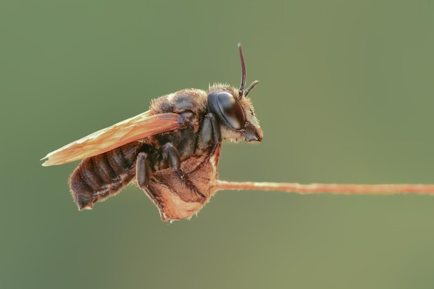 Biene schwarze Biene auf Zweigen