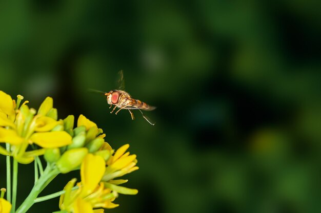 Biene schwebt auf Senfblumen