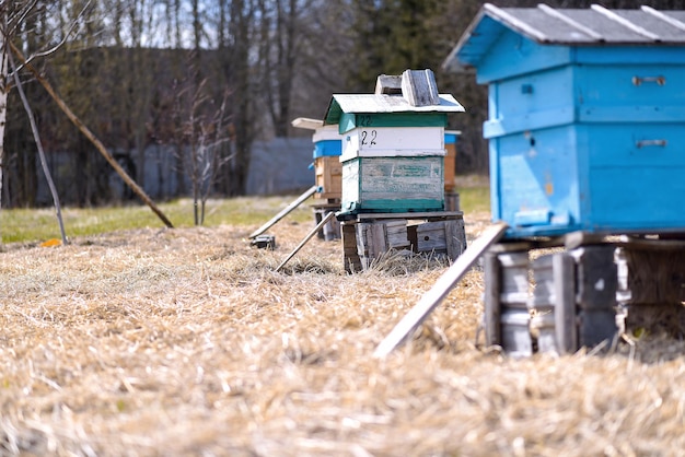 Biene ulii steht im Sommer im Feld