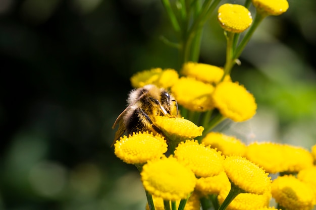 Biene und Blume. Eine Biene sammelt Honig von einer Blume. Makrofotografie. Sommer- und Frühlingshintergründe