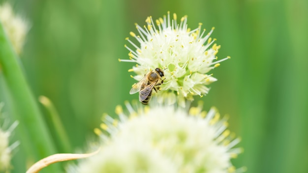 Biene und Blume. Nahaufnahme einer großen gestreiften Biene, die Pollen auf Zwiebelblume sammelt. Sommer- und Frühlingshintergründe