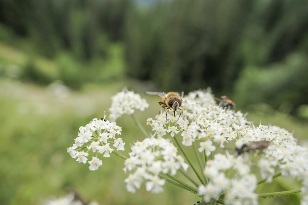 Biene und Blume. Nahaufnahme einer großen gestreiften Biene sammelt Pollen von einer Blume auf grünem Hintergrund.