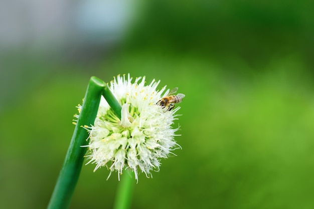 Foto biene und blume nahaufnahme einer großen gestreiften biene sammelt pollen von einer zwiebelblume auf grünem hintergrund sommer- und frühlingshintergründe