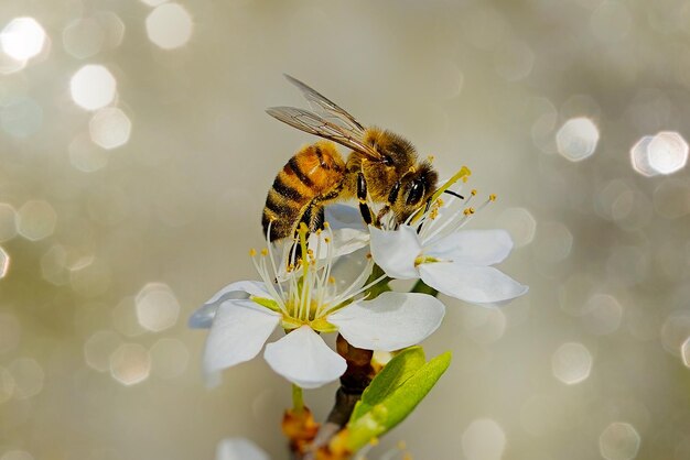 Biene und Blume