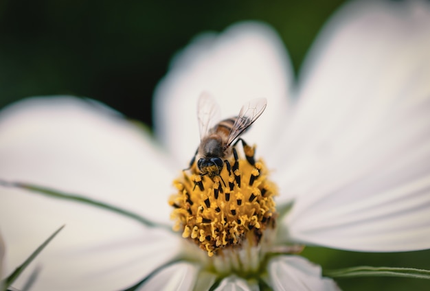 Biene und Feld der Kosmosblume