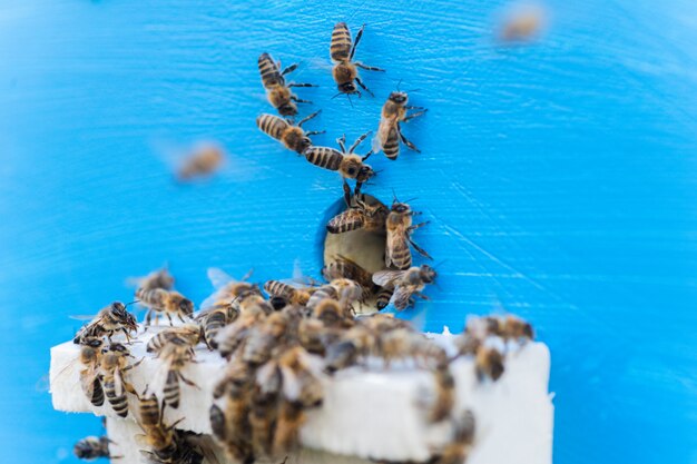 Bienen am alten Bienenstockeingang. Bienen, die von der Honigsammlung zum gelben Bienenstock zurückkehren