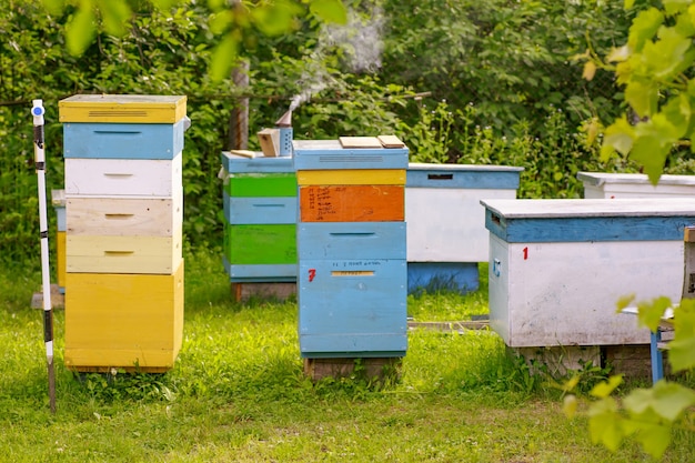 Bienen am alten Bienenstockeingang.