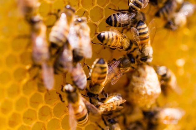 Bienen arbeiten an Waben.