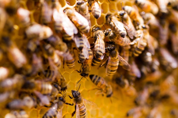 Bienen arbeiten an Waben.