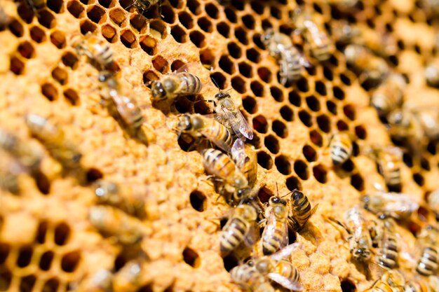 Bienen arbeiten an Waben.