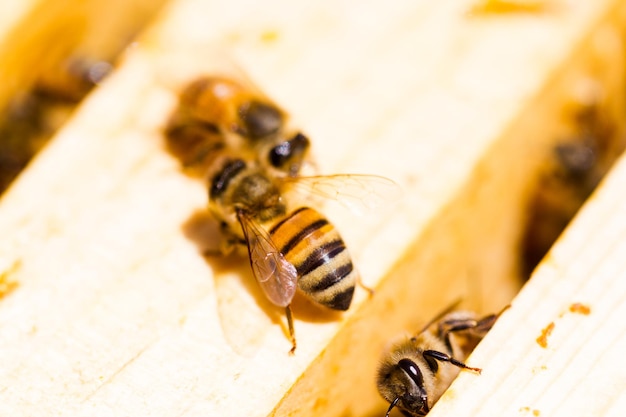 Bienen arbeiten an Waben.