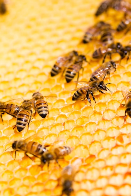 Bienen arbeiten an Waben.