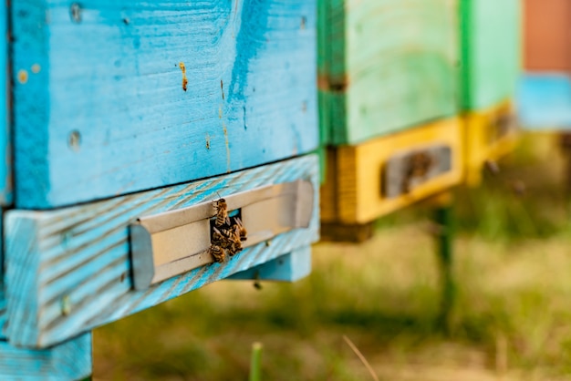 Bienen auf Bienenwabe im Bienenhaus in der Sommerzeit.