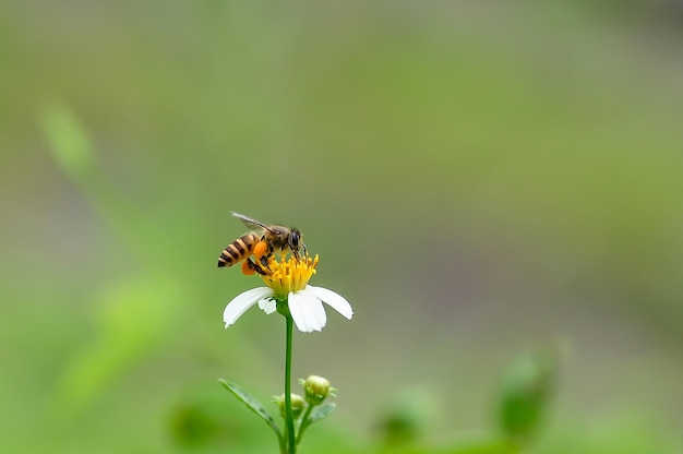 Bienen auf Blumen, um Honig zu saugen.