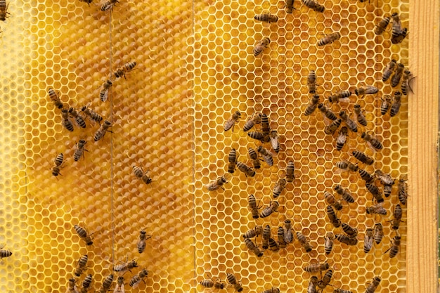 Bienen auf halb mit Honig gefüllten Waben