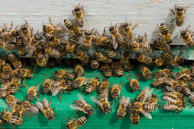 Bienen auf Holz