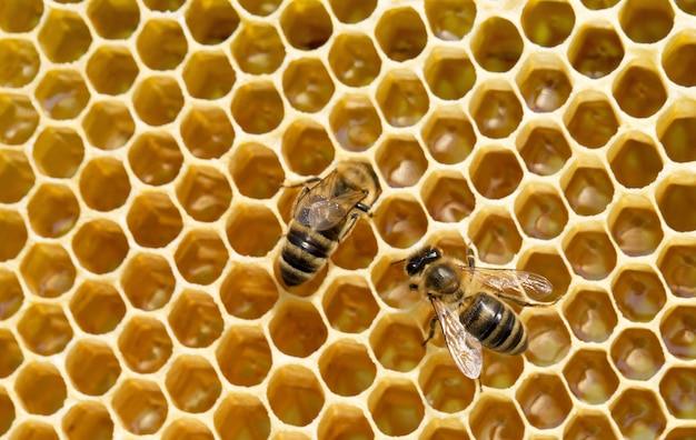 Bienen auf Honigzellen