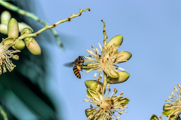 Bienen auf Palmblüten