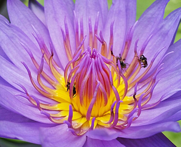 Foto bienen auf purpurroter wasserlilie