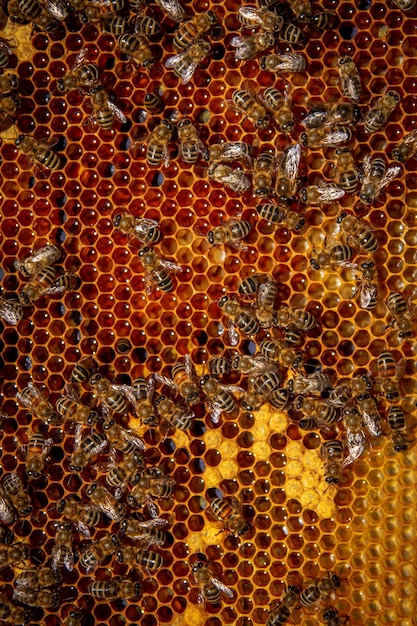 Bienen auf Waben mit Honig in Nahaufnahme Eine Bienenfamilie, die Honig auf einem Wabengitter in einem Bienenhaus herstellt