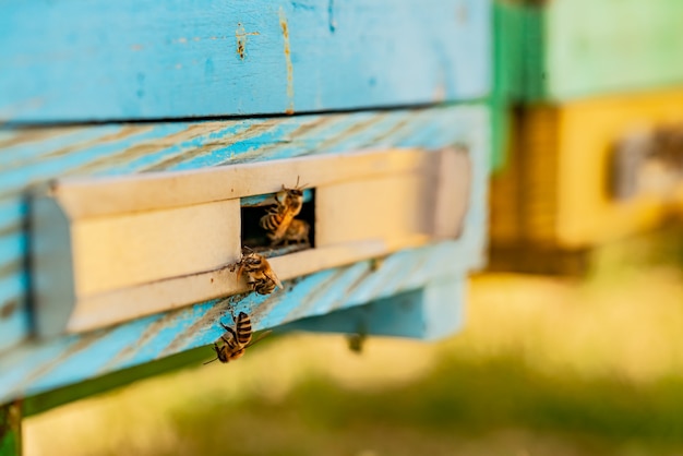 Bienen, die aus dem Bienenstock fliegen, um Blütenstaub für Honig zu holen