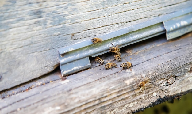 Bienen, die im Sommer auf Anhaltspunkt sitzen.