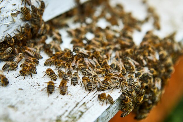 Bienen, die nach einer intensiven Erntezeit mit gesammeltem Blütennektar und Blütenpollen in den Bienenstock eintreten Nahaufnahme von Arbeitsbienen in einem Holzbienenstock Konzept einer gesunden Bio-Imkerei