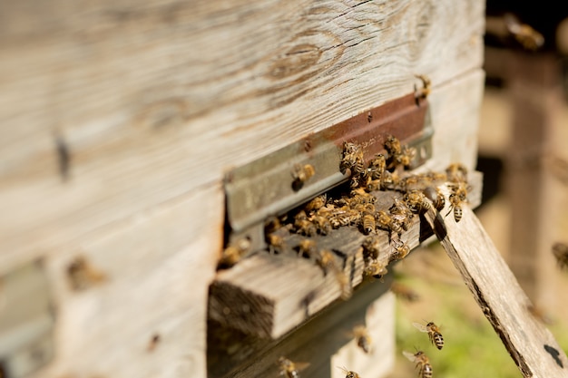 Bienen, die zum Bienenstock zurückkehren und mit gesammeltem Blumennektar und Blütenpollen in den Bienenstock gelangen. Bienenschwarm sammelt Nektar von Blumen.
