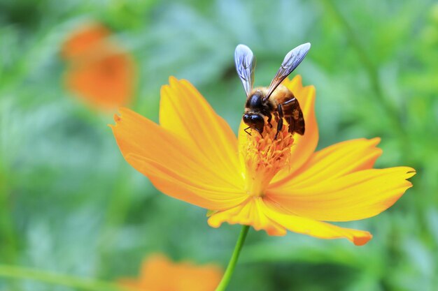 Bienen ernähren sich von Blütenpollen.