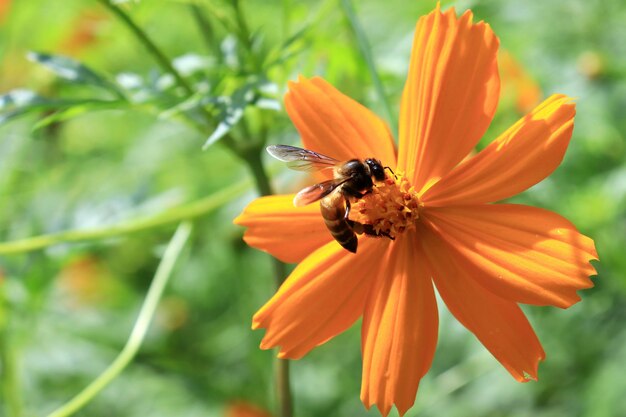 Bienen ernähren sich von Blütenpollen.