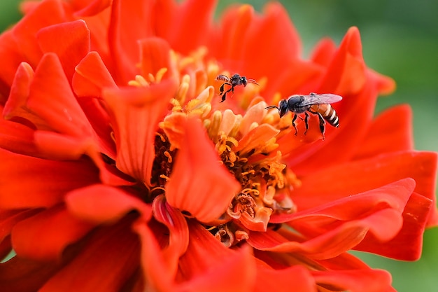 Bienen essen nektar von den blumen.