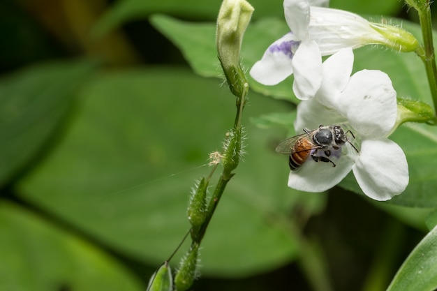 Bienen essen Wasser von Pollen.