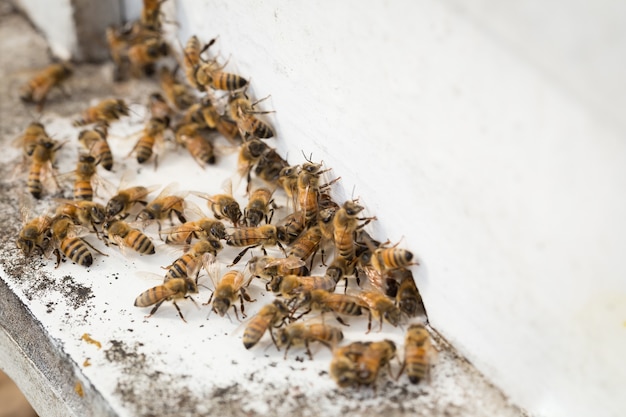 Bienen finden Nahrung und halten in den weißen Bienenkästen