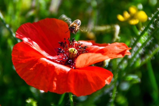 Bienen fliegen auf Mohnblumen und bestäuben sie